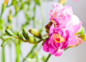 FLOWER CARE AND MAINTENANCE
